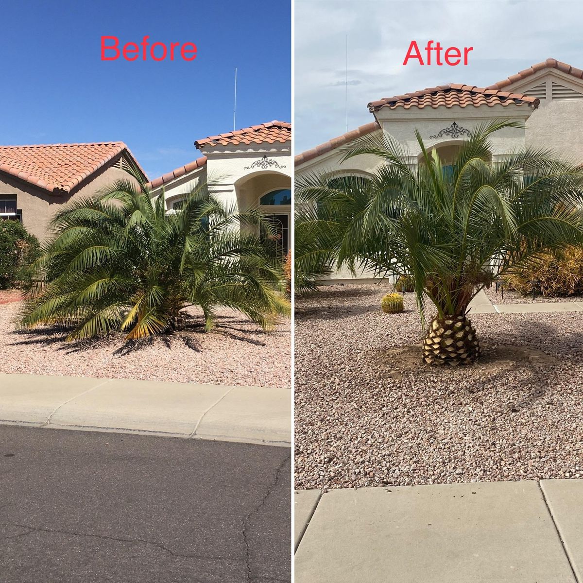 Arbor Care and Tree Trimming for American Dream Landscape Company in Surprise, AZ