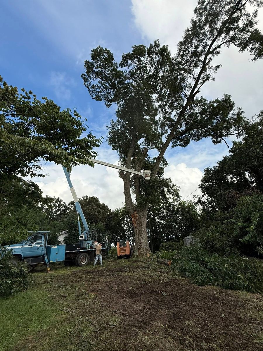 Tree Trimming for T N L - Tree and Land Service in Reynolds, GA