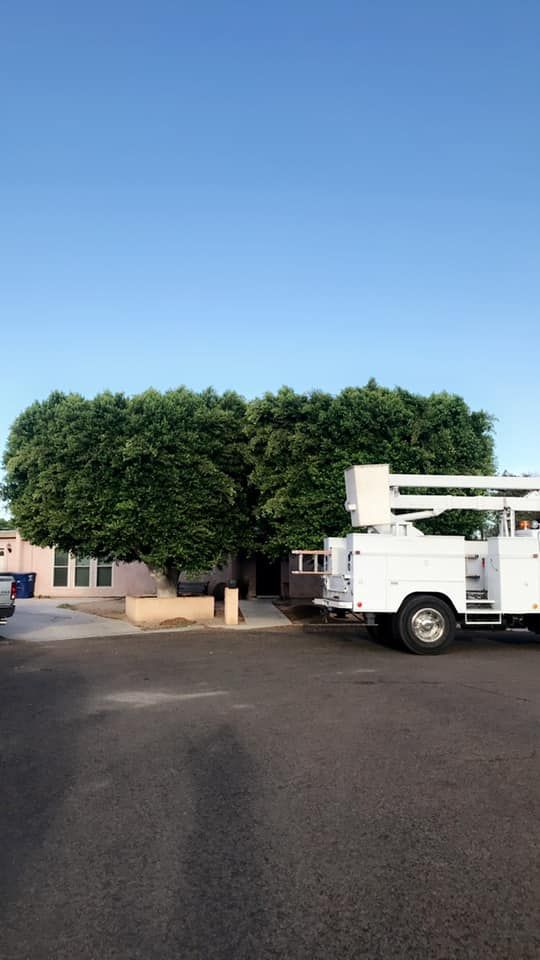 Tree Trimming for Yuma Palms & Tree Service in Yuma, AZ