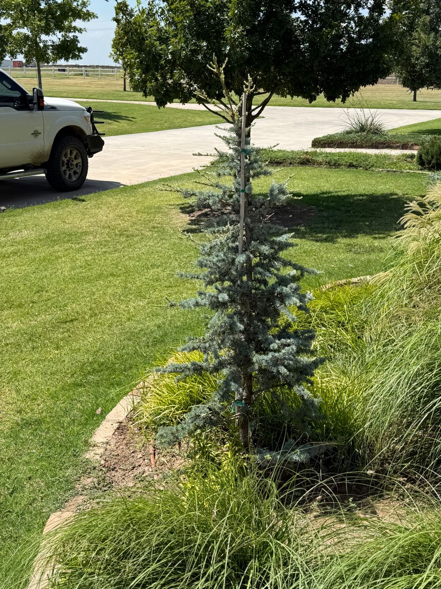 Tree Installations for R&J Hydromulch in Booker, TX