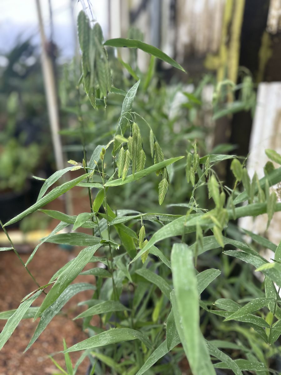 Landscape Installation for Atlas Land Design in Creekside Park, TX