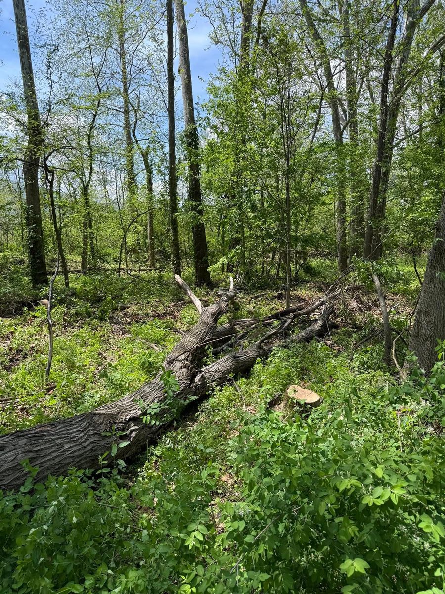 Storm Cleanup for Sterlings Tree Removal in Cobleskill, New York