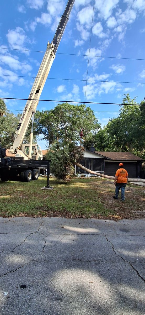 Tree Removal for Daniel Hickey’s Tree Service in DeLand, FL