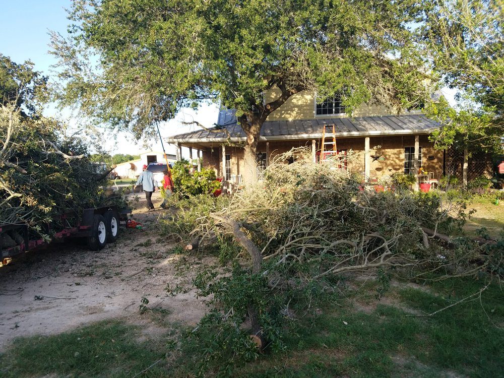 Tree & Shrub Care for Pro Lawn Care RGV in McAllen, TX