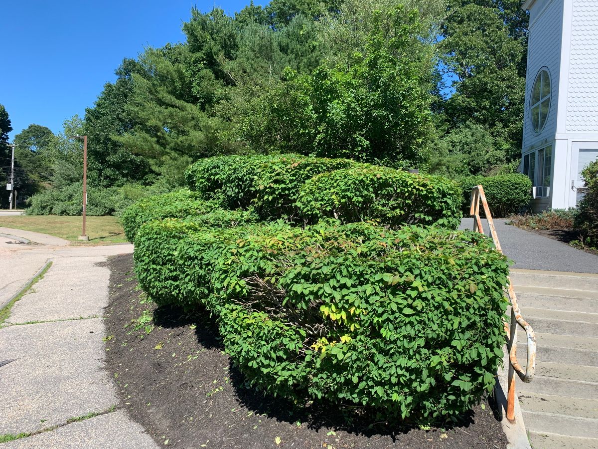 Hedge Trimming for Murray Mowing and More in Ashaway, RI