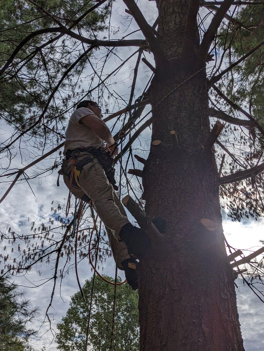 Tree Trimming for Affordable Tree Service TN in White House, TN