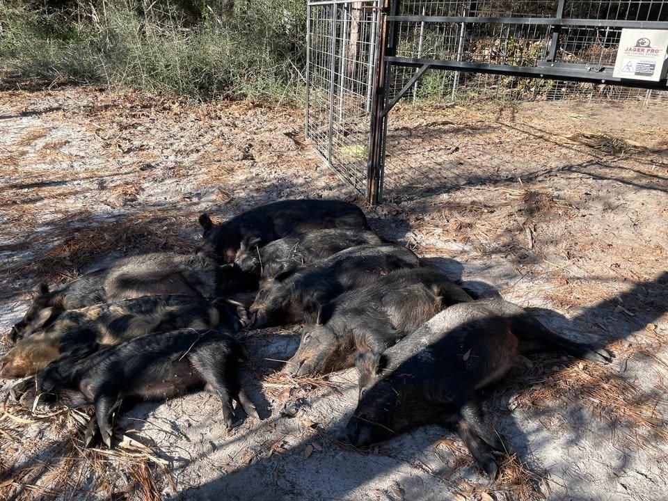 Proactive Hog Trapping for Havoc Hog Control in Molino, FL