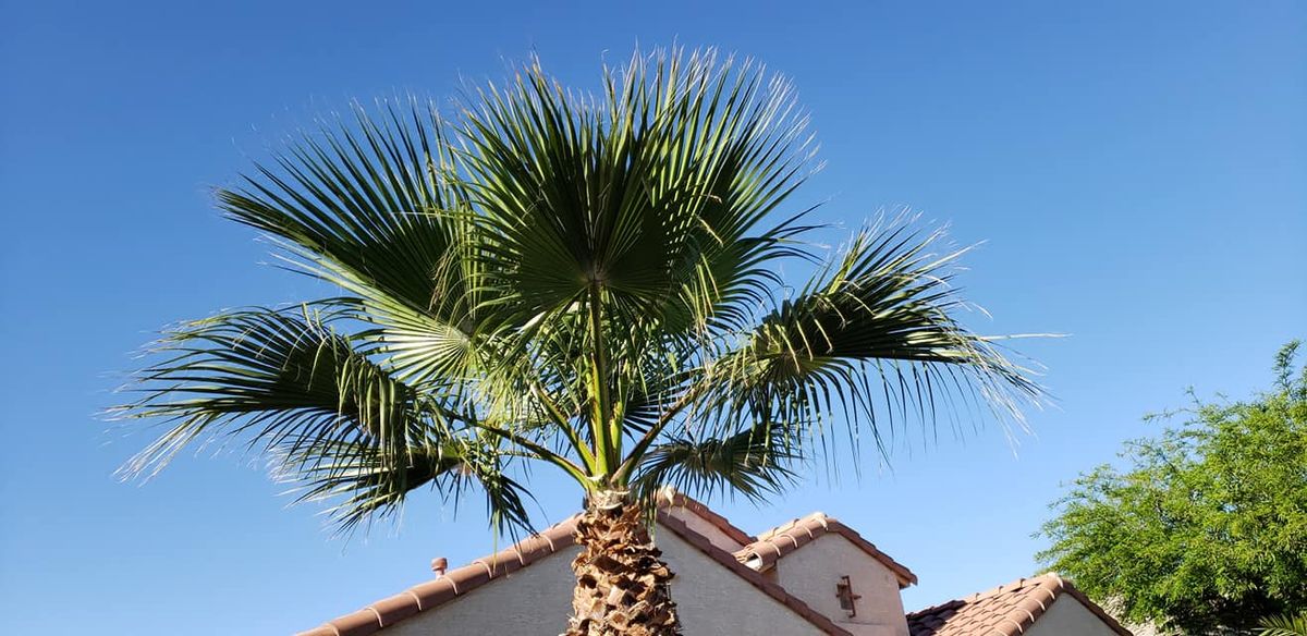 Tree Trimming & Removal for Sunrise Landscape in Maricopa, AZ