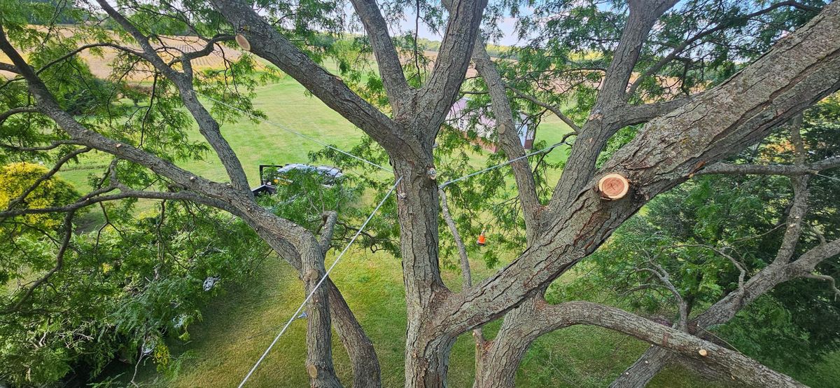 Tree Removal for Highborn Tree Service in Wheatfield, IN
