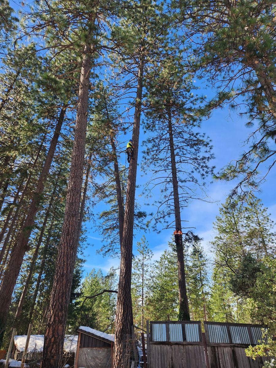 Hazardous Tree Services for George Staddan's Professional Tree Care in Placerville, CA