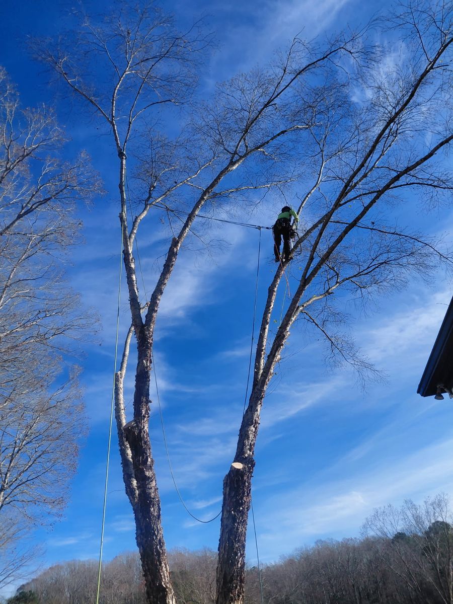 Tree Removal for MTJ Tree Removal LLC in Zebulon, NC