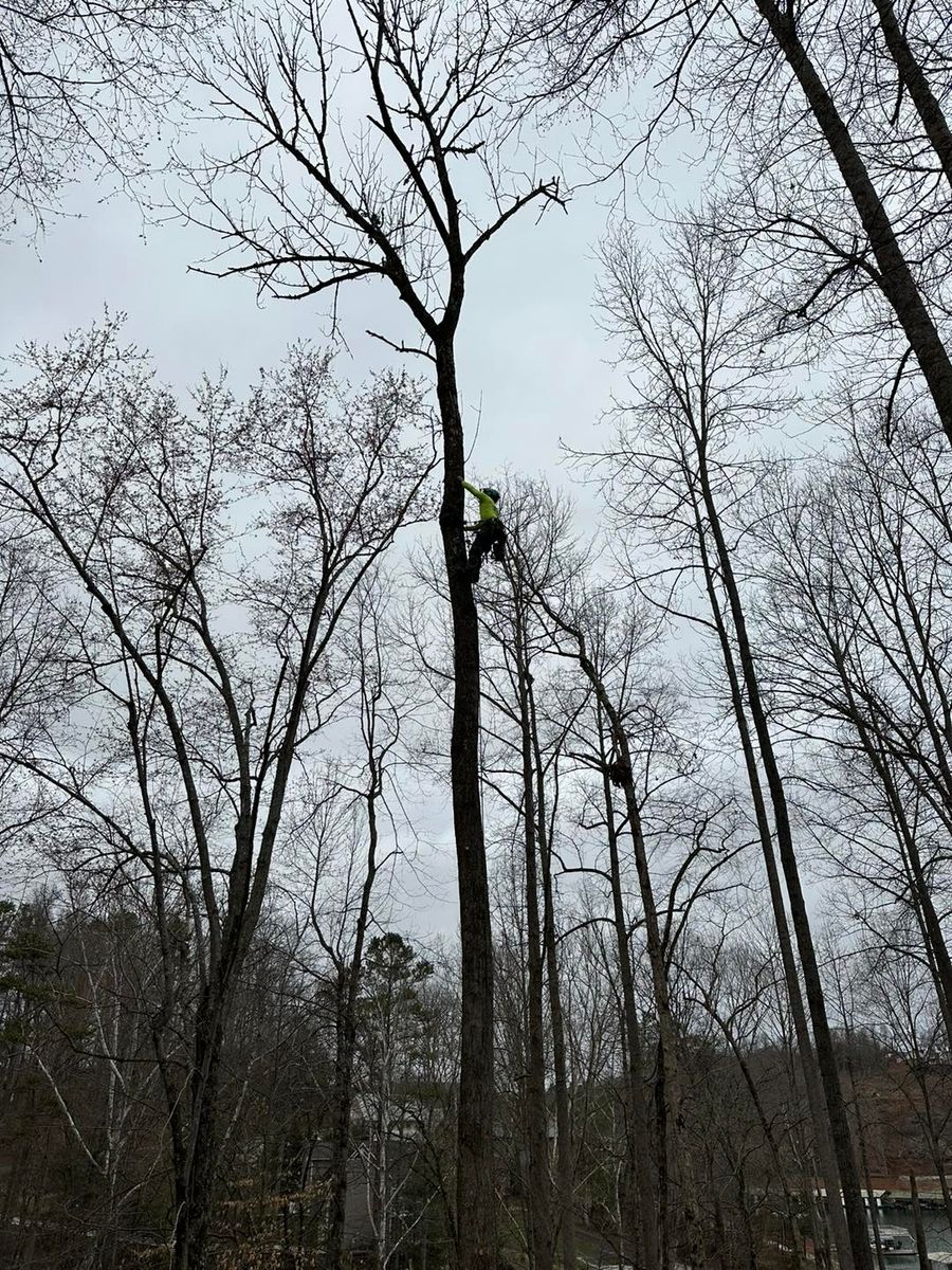 Tree Trimming for Complete Care in Cumberland Gap, TN