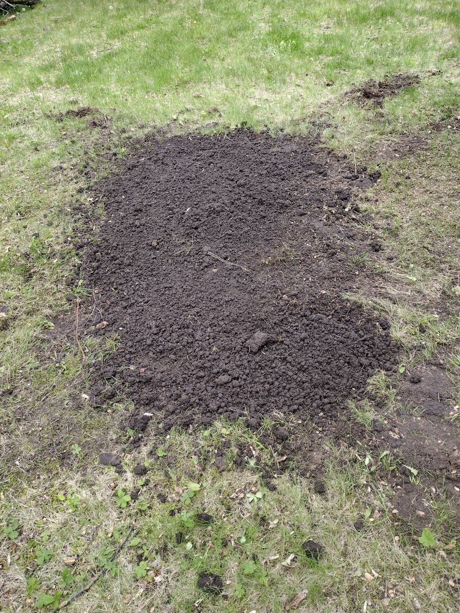 Stump Removal for Dan's tree service in Bemidji, MN