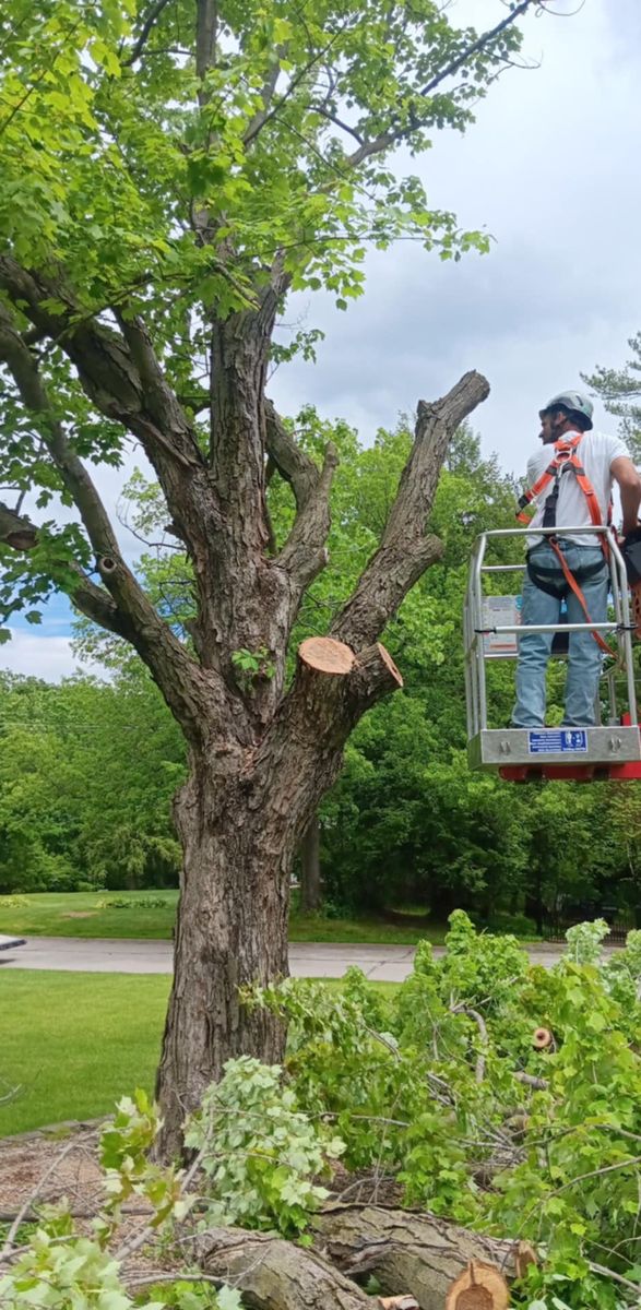 Tree Trimming for Lawn Ranger Yard And Tree Service LLC in Ottumwa, IA