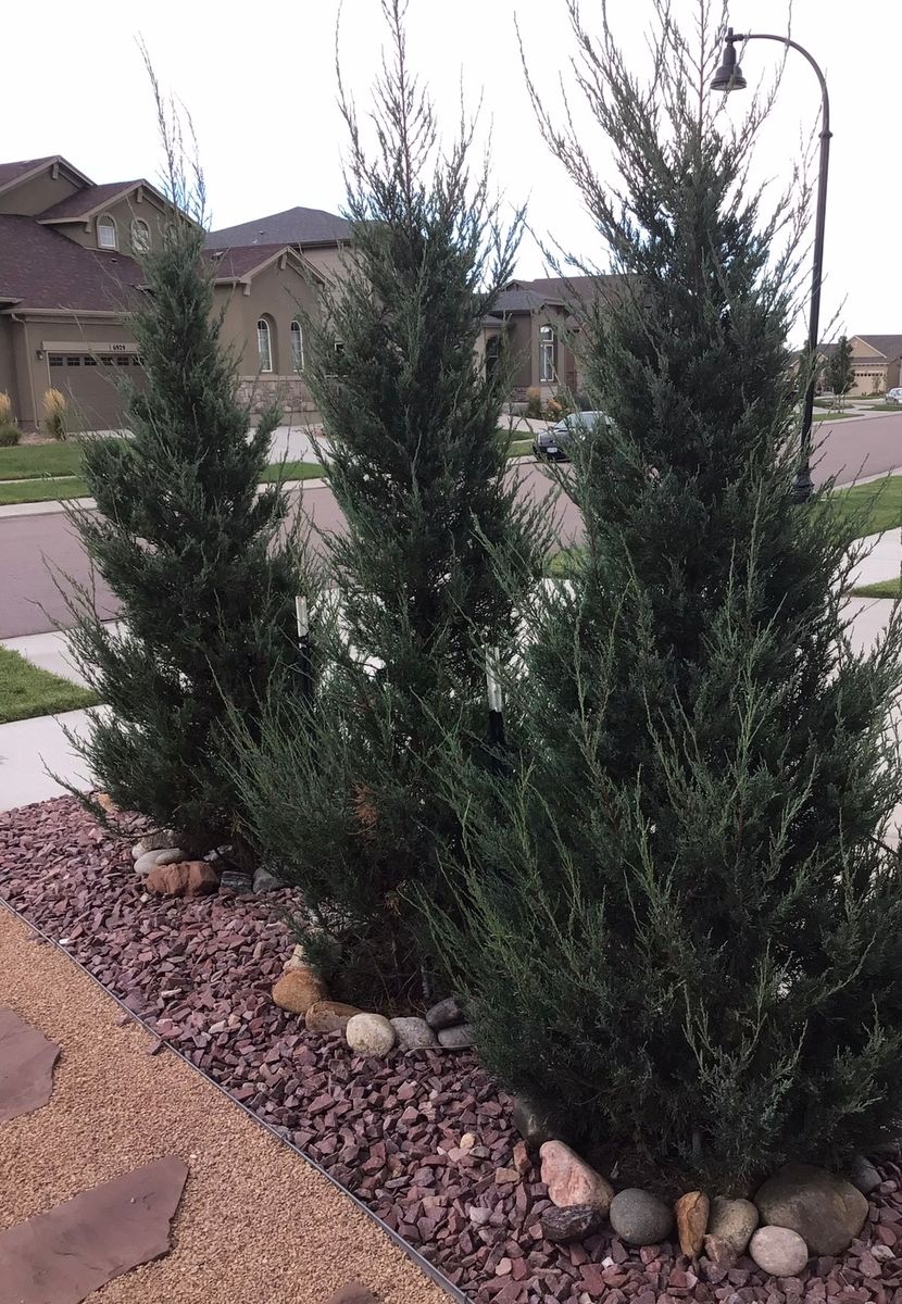 Tree & Shrub Care for Pikes Peak Landscaping in Colorado Springs, CO