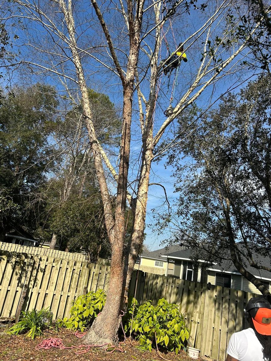 Tree Trimming for Mustard Seed Lawn And Tree   in Trenton, FL