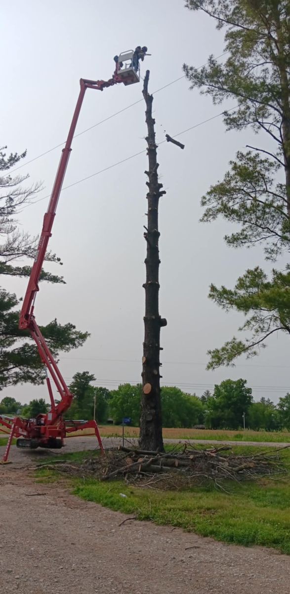 Tree Trimming for Lawn Ranger Yard And Tree Service LLC in Ottumwa, IA