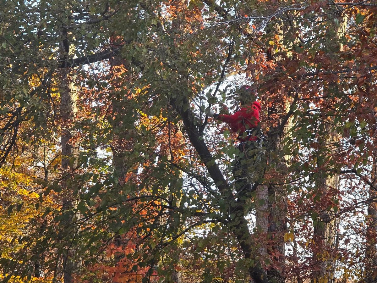 Tree Trimming for W D Giampa Lawns and Landscape Inc. in Manassas, VA