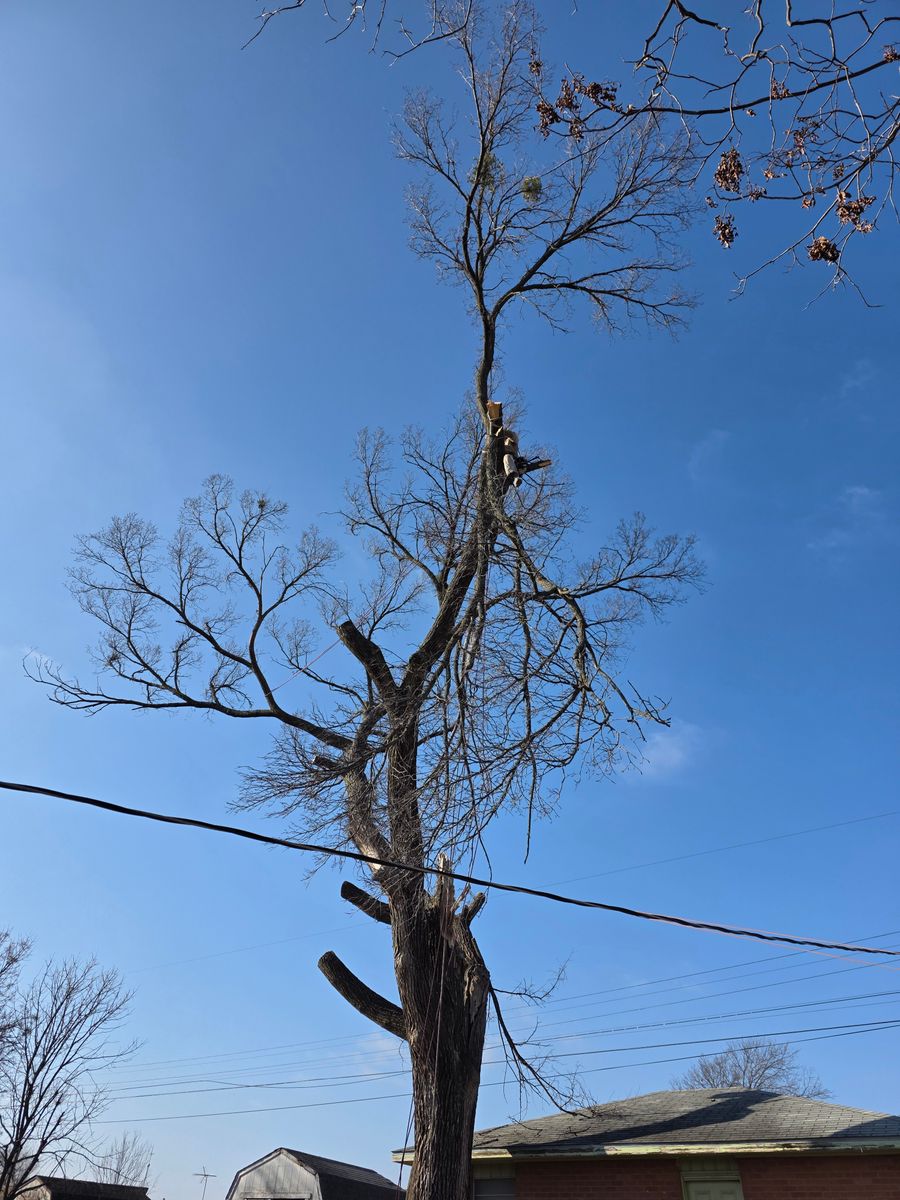 Tree Removal for Oklahoma Tree Guy in Bartlesville, OK