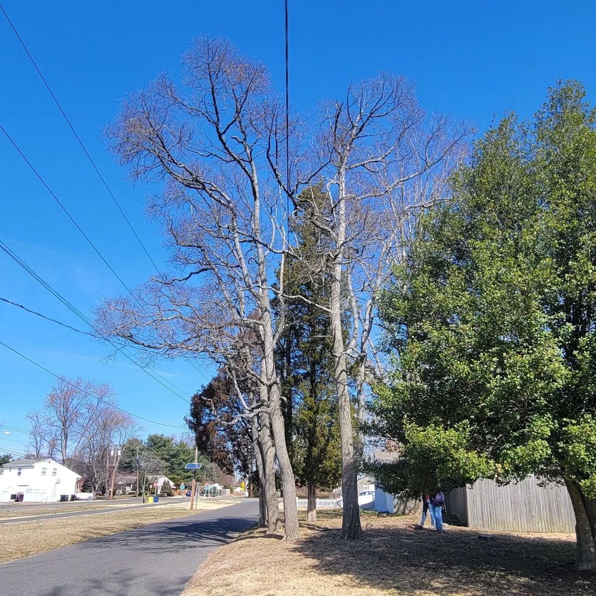 Tree Trimming for Timber Arts Tree Service in Lindenwold, NJ 