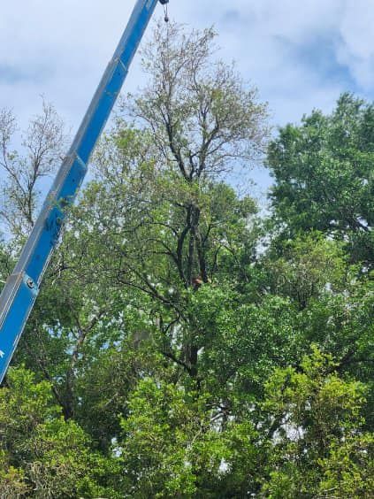 Tree Trimming for Top Notch Tree Experts in Orange Park, FL