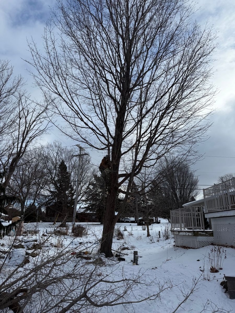 Tree Removal and Hedge Trimming for Bishop’s Property Maintenance in Franklin, VT