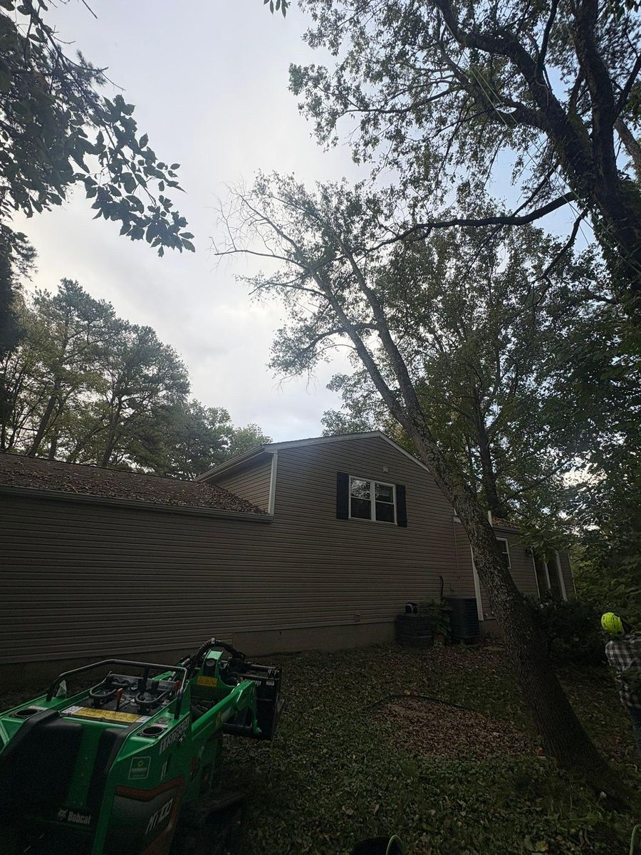 Tree Trimming for Dig-It Tree Company in Mason, OH