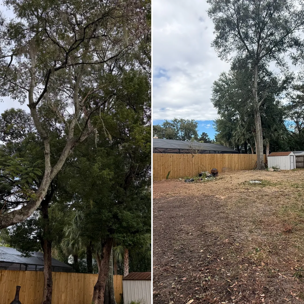 Tree Removal for Amerigrown Tree And Lawn in Apopka, FL