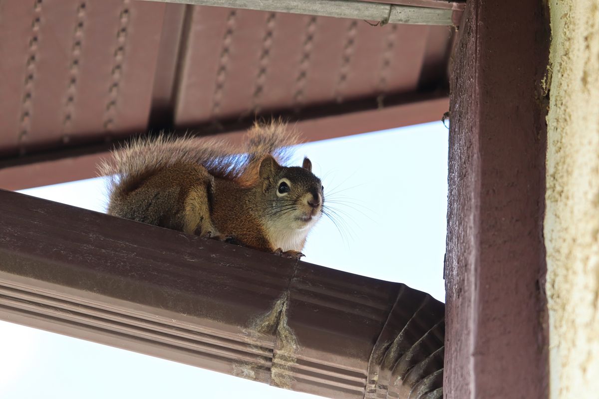 Squirrel Removal for Wildlife Predator LLC in Lugoff, SC