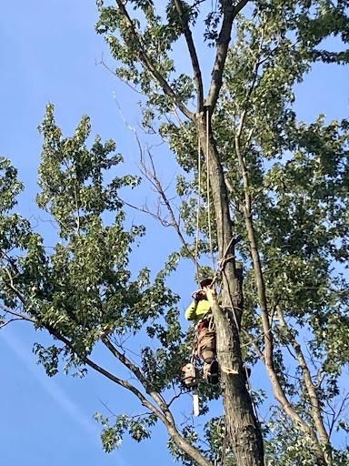 Tree Trimming for Village Tree Service  in Whitestown, IN