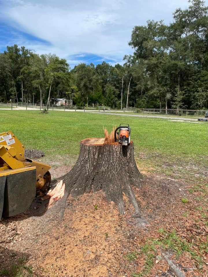 Tree Removal for Alford’s Tree and Stump Services LLC in Lake City, FL