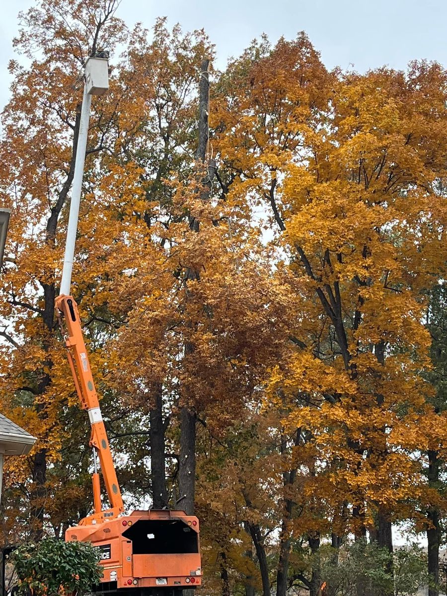 Tree Trimming for Curtis Tree Service LLC in Hopkins County, KY