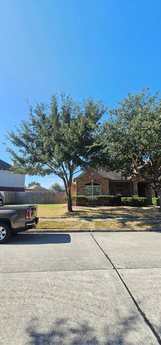 Tree Trimming for Servin's Tree Care  in Houston, TX