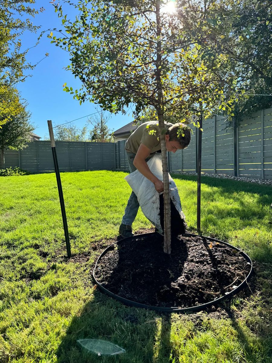 Tree Replacement for Camerons Stump Grinding & Tree Services in Austin, TX