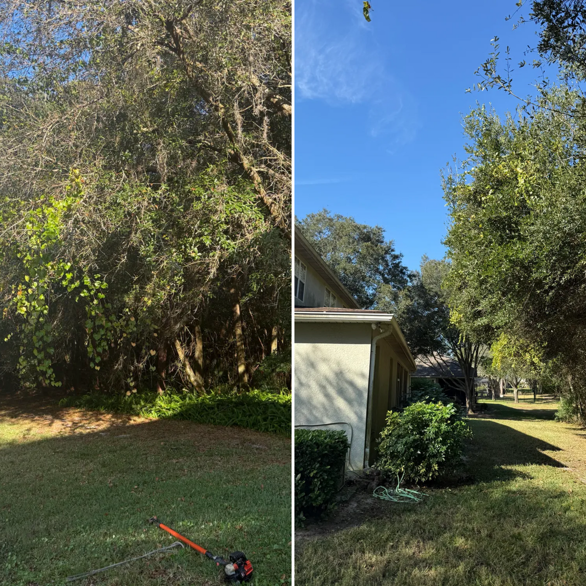 Tree Pruning for Amerigrown Tree And Lawn in Apopka, FL