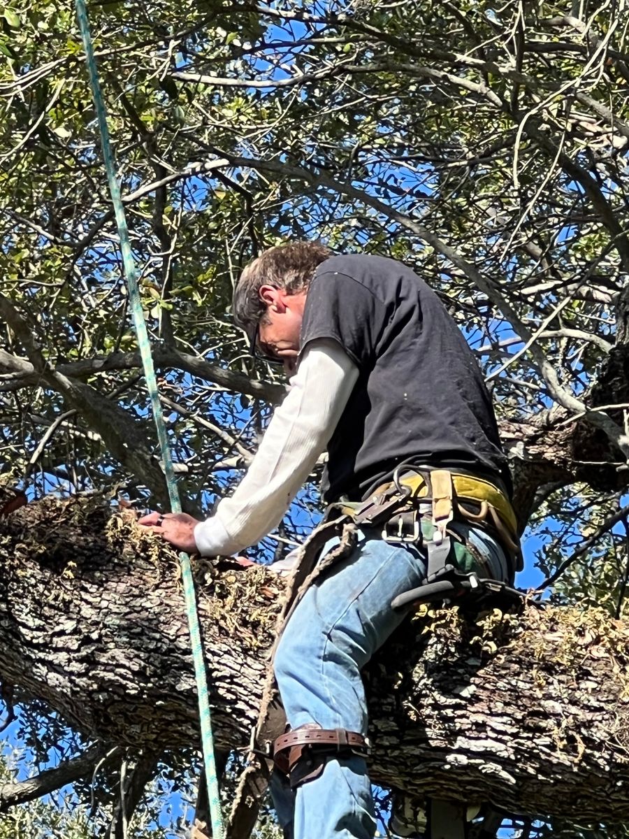 Hazardous Tree Removal for ASAP Tree Service in Sebastian, FL