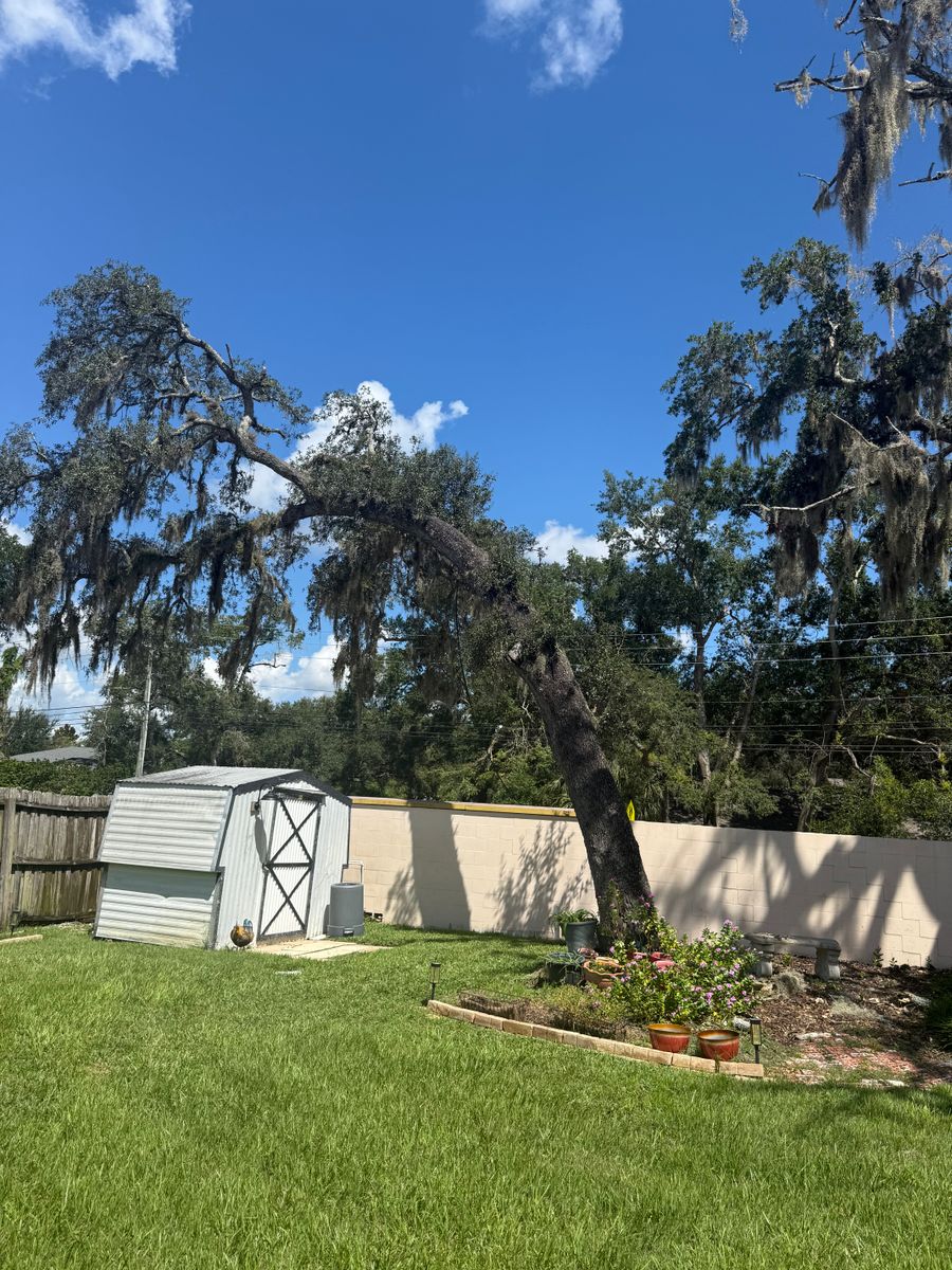 Tree Pruning for Amerigrown Tree And Lawn in Apopka, FL