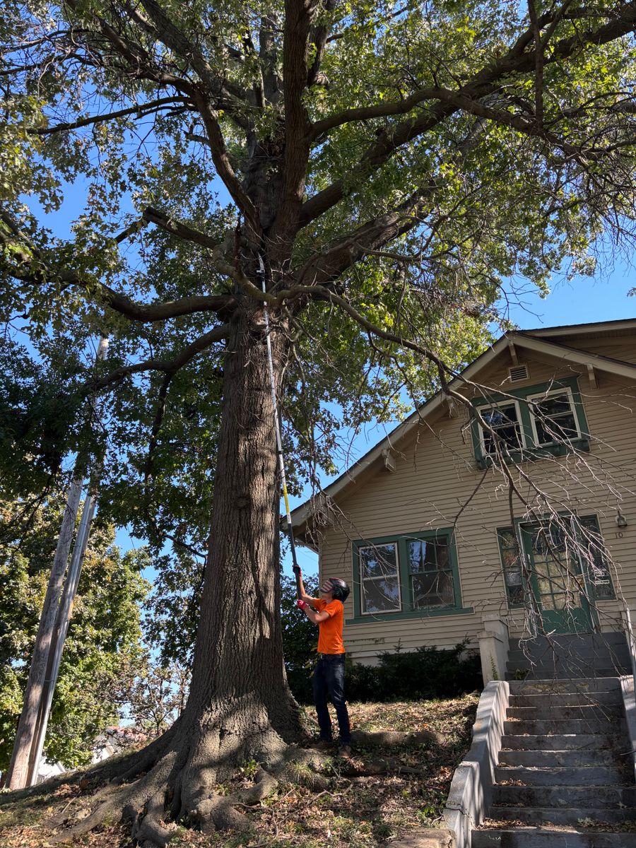 Tree Trimming for Cross Family Tree Service in Kearney, MO
