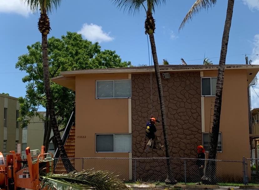 Tree Trimming for Sam's Tree Service in Miami Beach,  FL