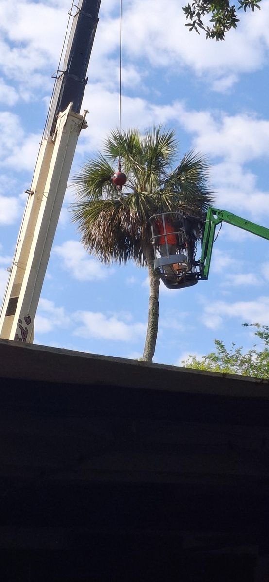 Tree Trimming for Daniel Hickey’s Tree Service in DeLand, FL