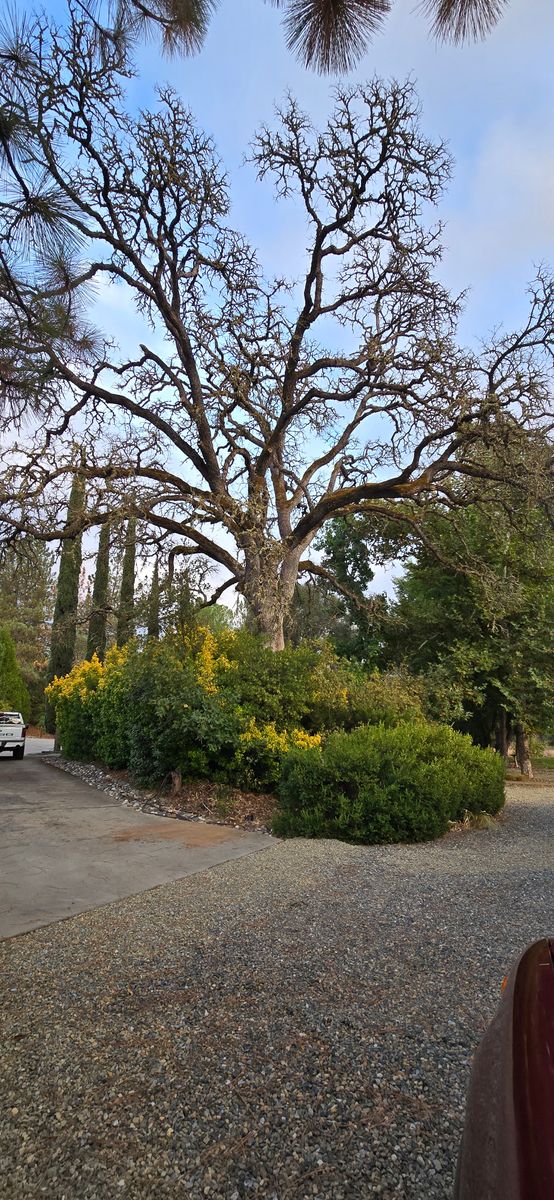 Hazardous Tree Services for George Staddan's Professional Tree Care in Placerville, CA