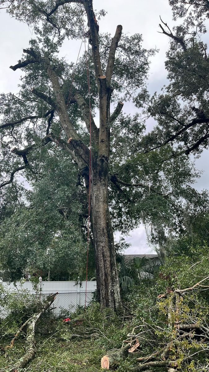 Tree Pruning and Trimming for All Around Guys LLC in Ocala, FL