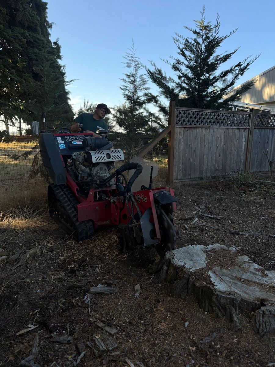 Tree Removals for Willamette Landscaping and Tree Services in Albany, OR