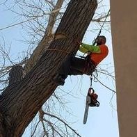 Tree Removal for Tree Service Miracles in Albuquerque, NM