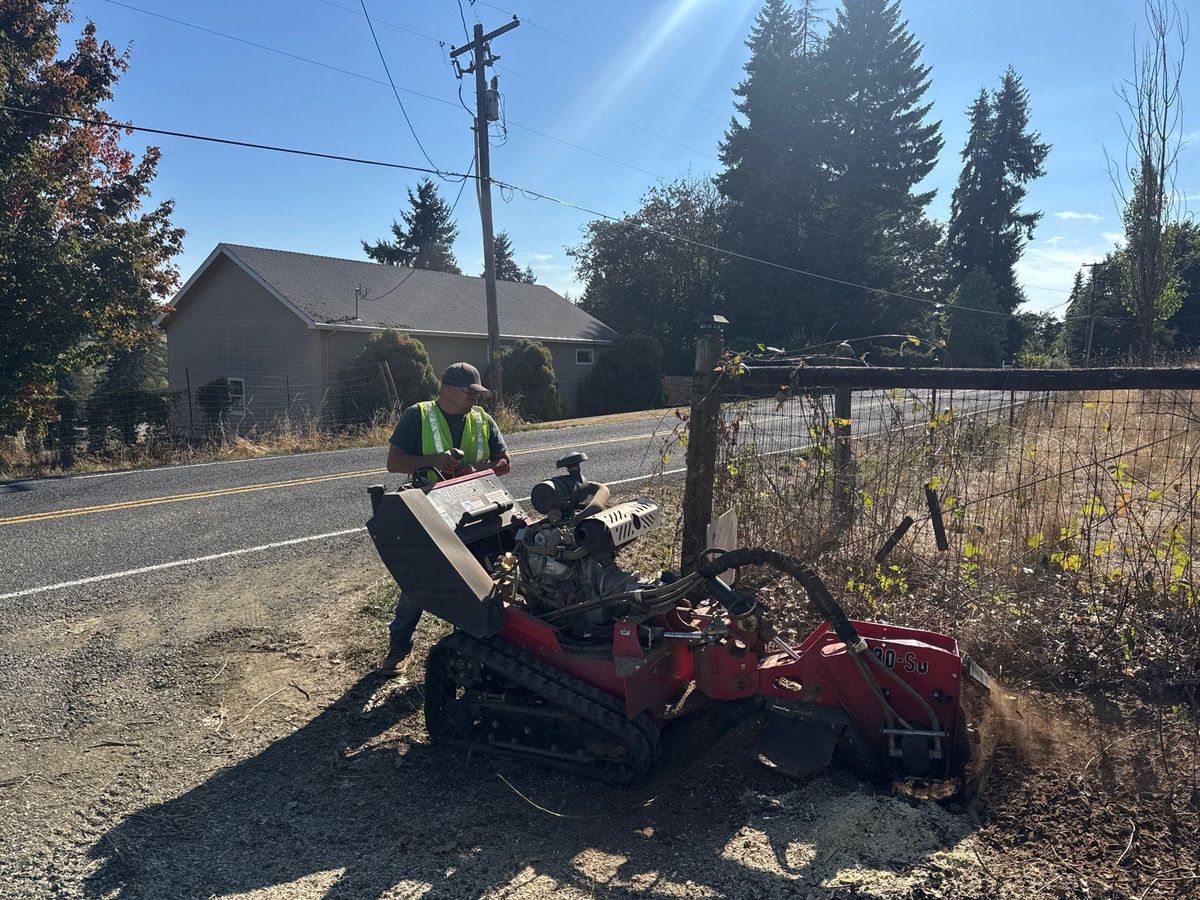 Tree Removals for Willamette Landscaping and Tree Services in Albany, OR