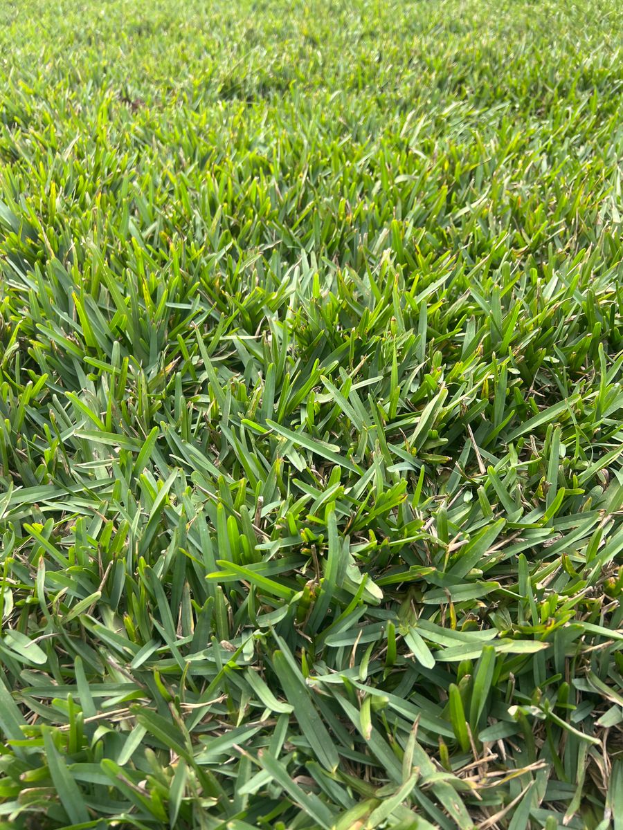 Sod Install for C4 Ground Control in Oviedo, FL