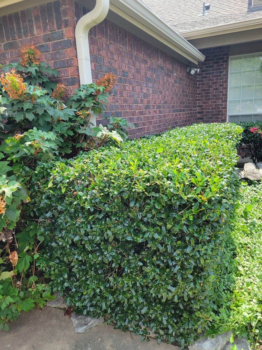 Tree & Shrub Care for R&M Lawn Services in Tulsa, OK