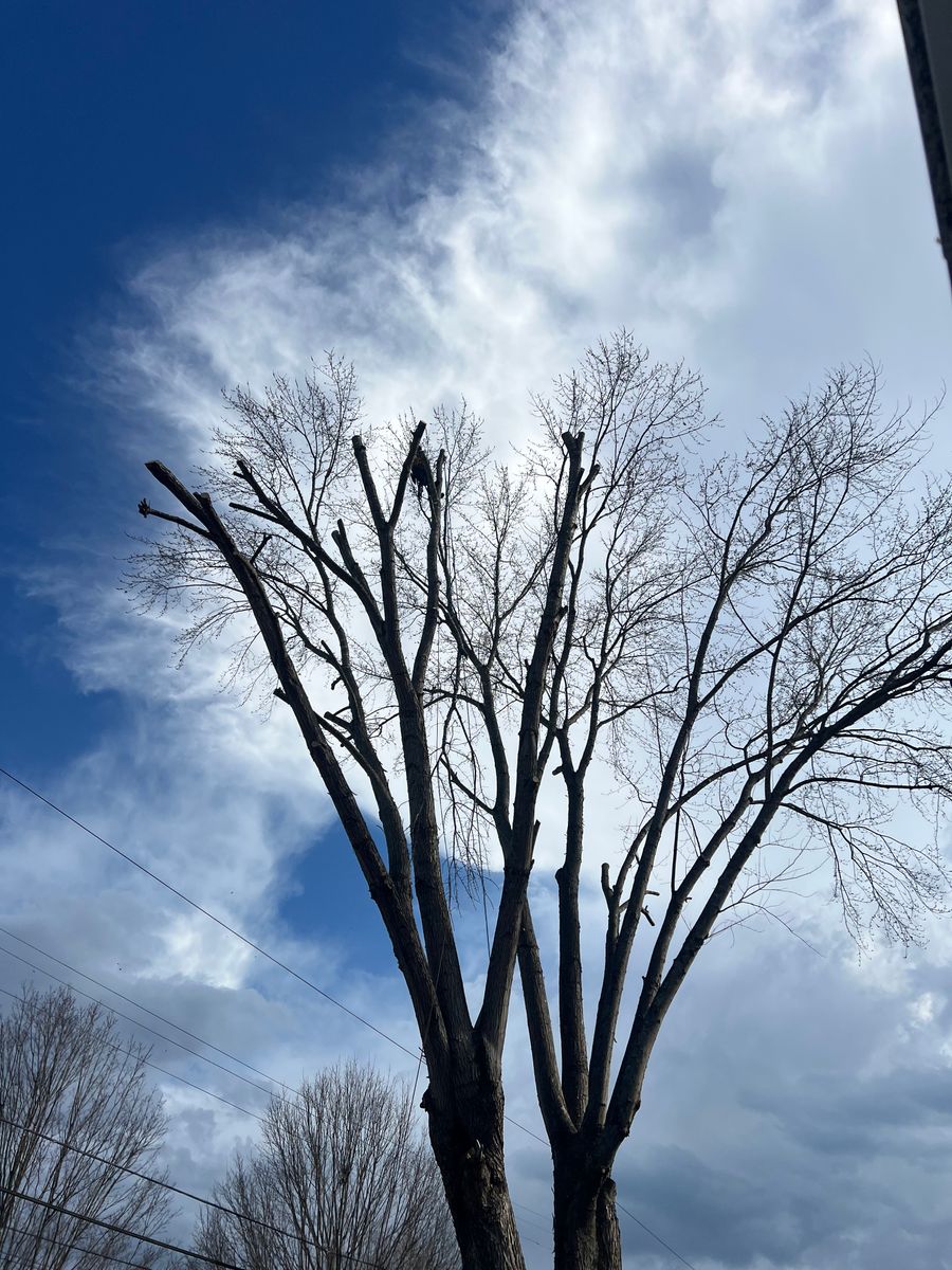 Hazard Trees for Ground To Sky Tree Care in Asheville, North Carolina