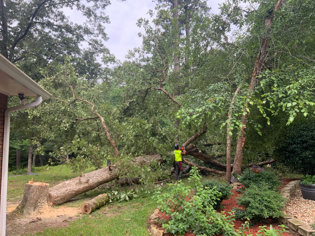 Tree Services for Broadway & McMullen Construction in Hattiesburg, MS