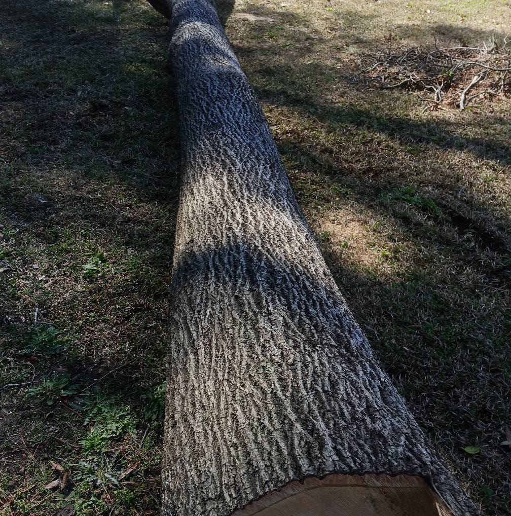 Tree Removal for Kingdom Riderz Hauling And Tree Service in Tar Heel, NC